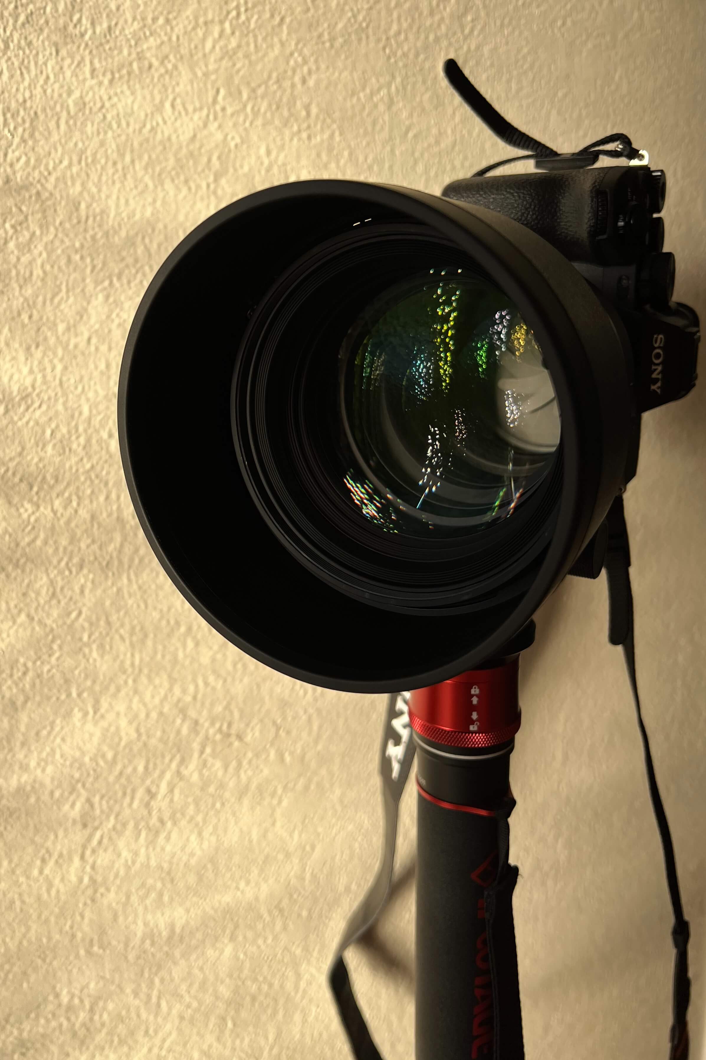 Sigma 105mm F1.4 on a monopod